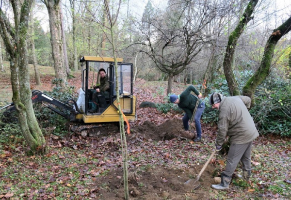 Díky Nadaci ČEZ zakořeňuje ve šluknovském školním arboretu 77 nových stromů 