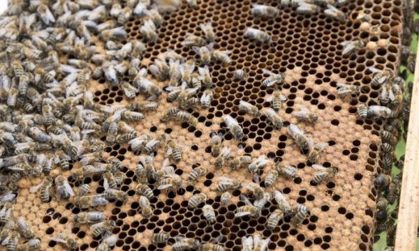 Neznámý vandal vnikl na cizí pozemek, kde povalil deset úlů. Probuzené včely umrzly