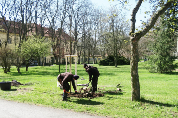 V areálu Psychiatrické nemocnice v Horních Beřkovicích proběhla výsadba stromů a keřů
