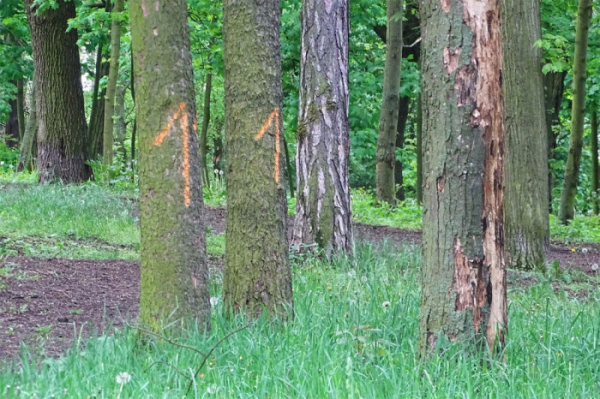 Uschlé stromy na Mostce v Litoměřicích stále nemohou být pokáceny