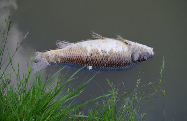 Příčinou úhynu ryb v řece Bílině je infekce, tvrdí policie