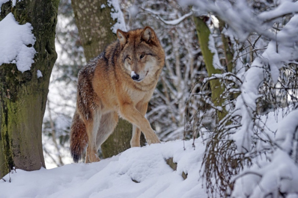 AOPK ČR zjišťuje podrobnosti o incidentu, pravděpodobně s vlky, v Krušných horách